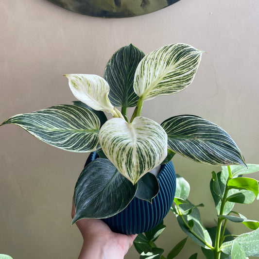 Philodendron in Mid Round Pot