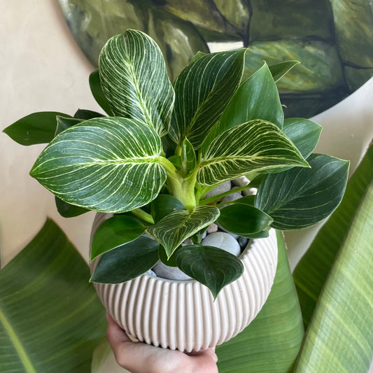 Philodendron in Mega Round Pot