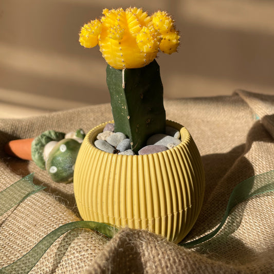 Moon Cactus in Tiny Round Pot