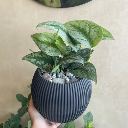 Satin Pathos in Mega Round Pot