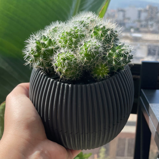 Spiny Cactus in Mini Round Pot