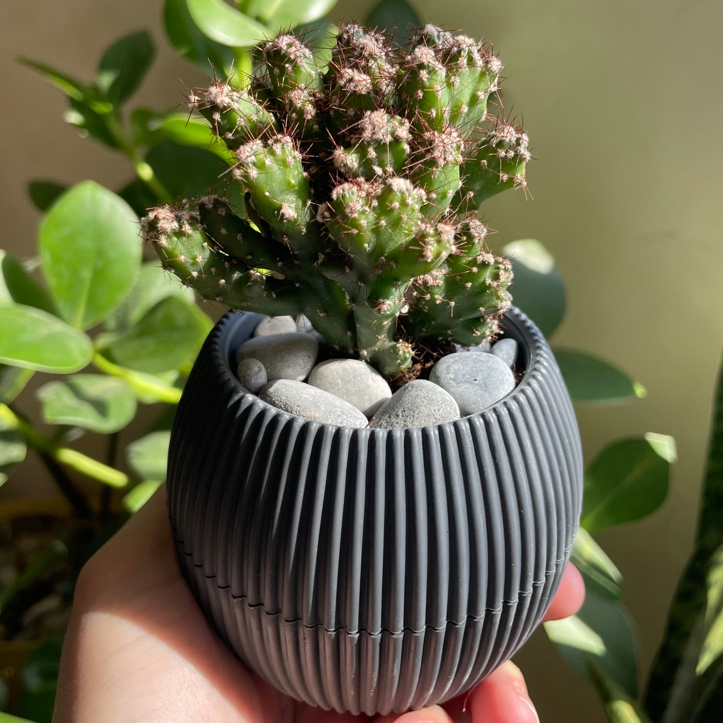 Spiny Tree Cactus in Tiny Round Pot
