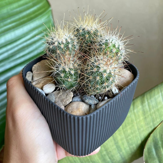 Spiny Cactus in Tiny Square Pot