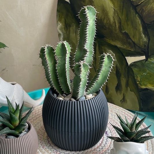 Resin Spurge in Mid Round Pot