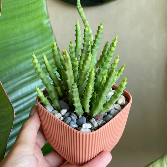 Starfish Cactus in Tiny Square Pot