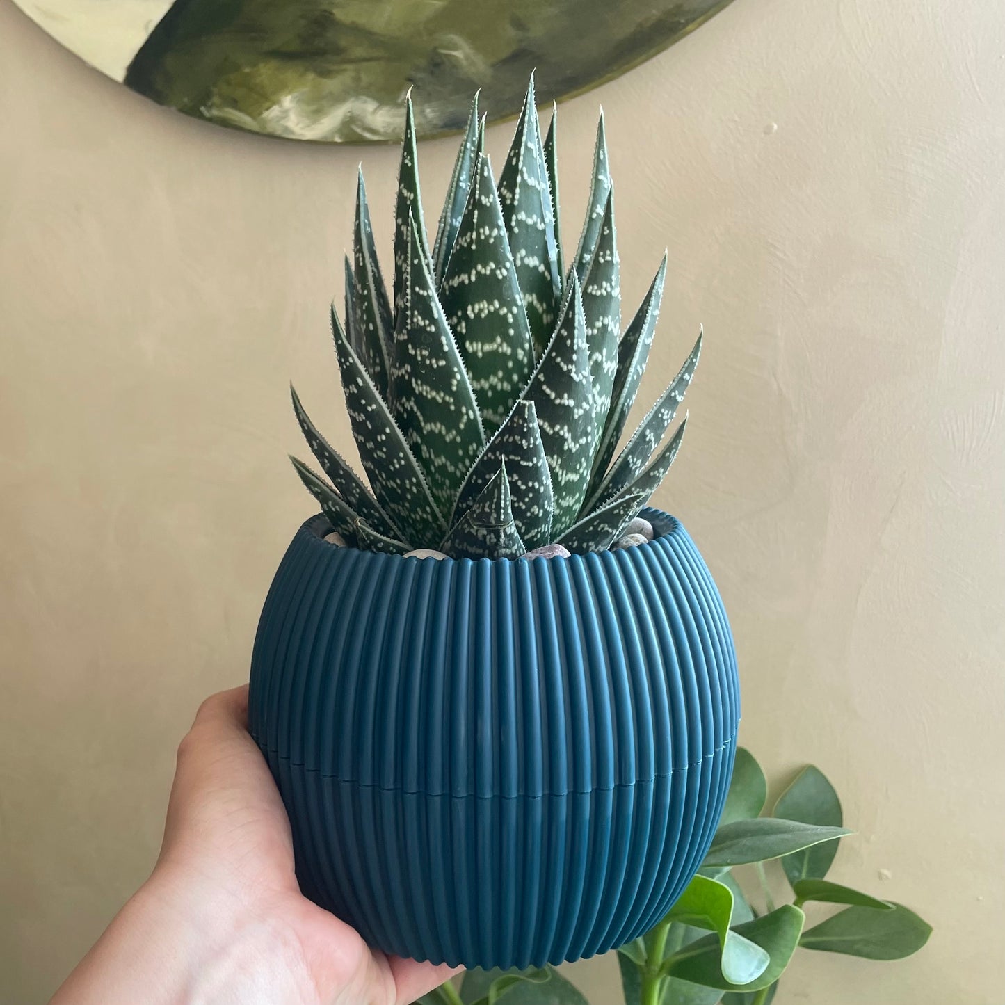 Tiger Aloe in Mid Round Pot