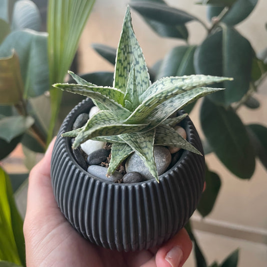 Tiger Aloe in Tiny Round Pot