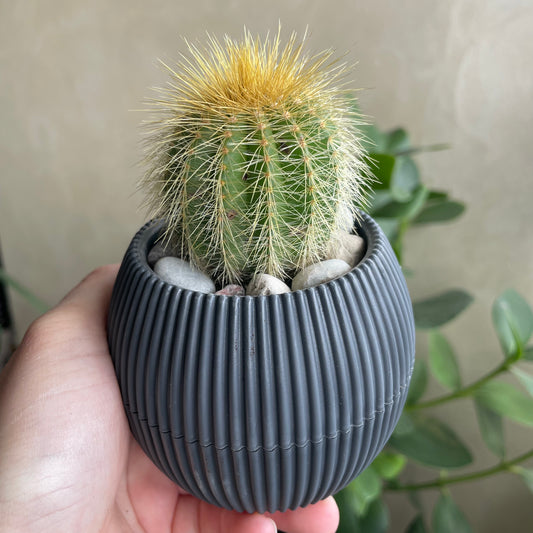 Golden Cactus in Tiny Round Pot