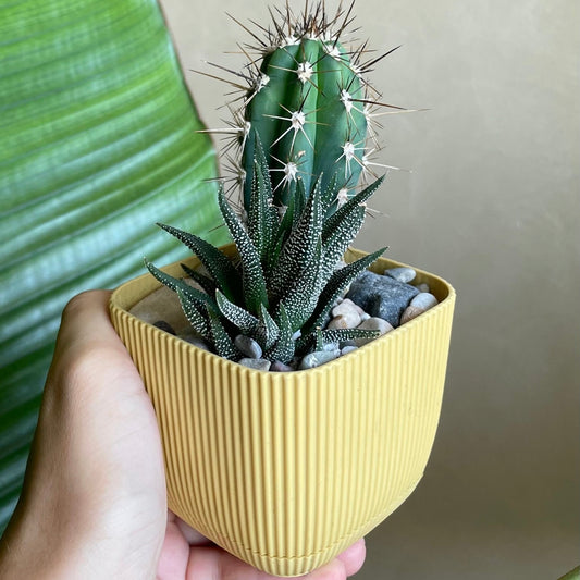 Cactus & Haworthia Combination in Tiny Square Pot