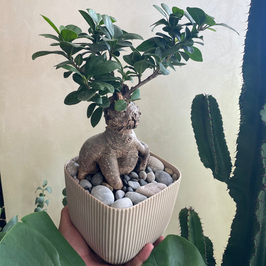 Ficus Ginseng in Mid Square Pot