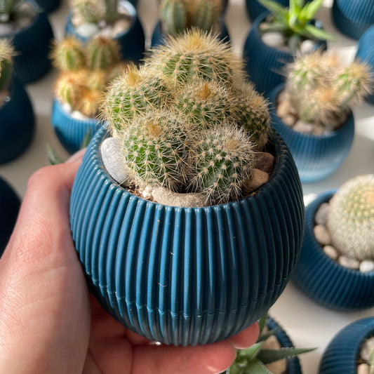 Lemon Ball Cactus in Tiny Round Pot
