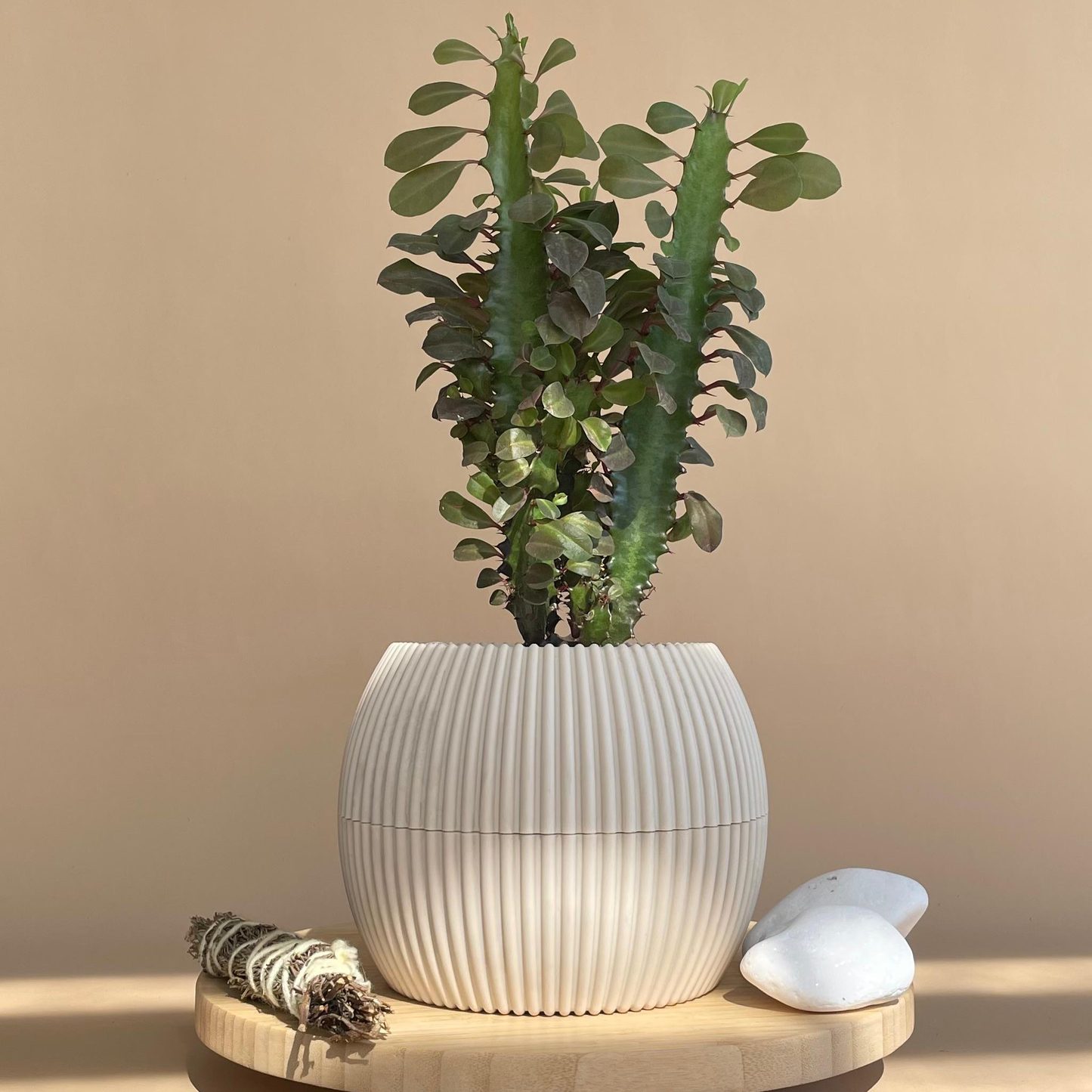 African Milk Cactus in Mega Round Pot