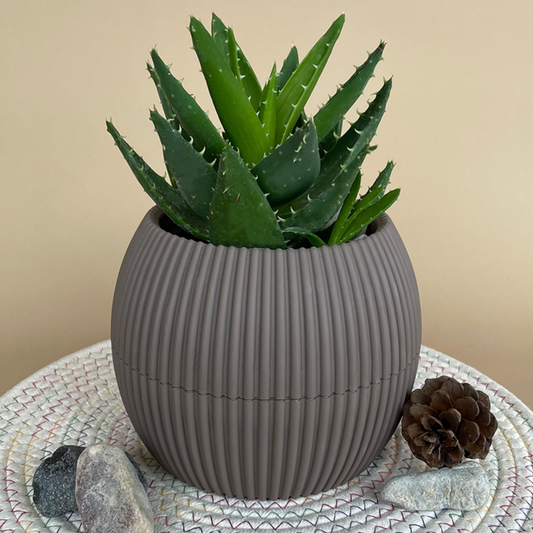 Mitre Aloe in Mega Round Pot