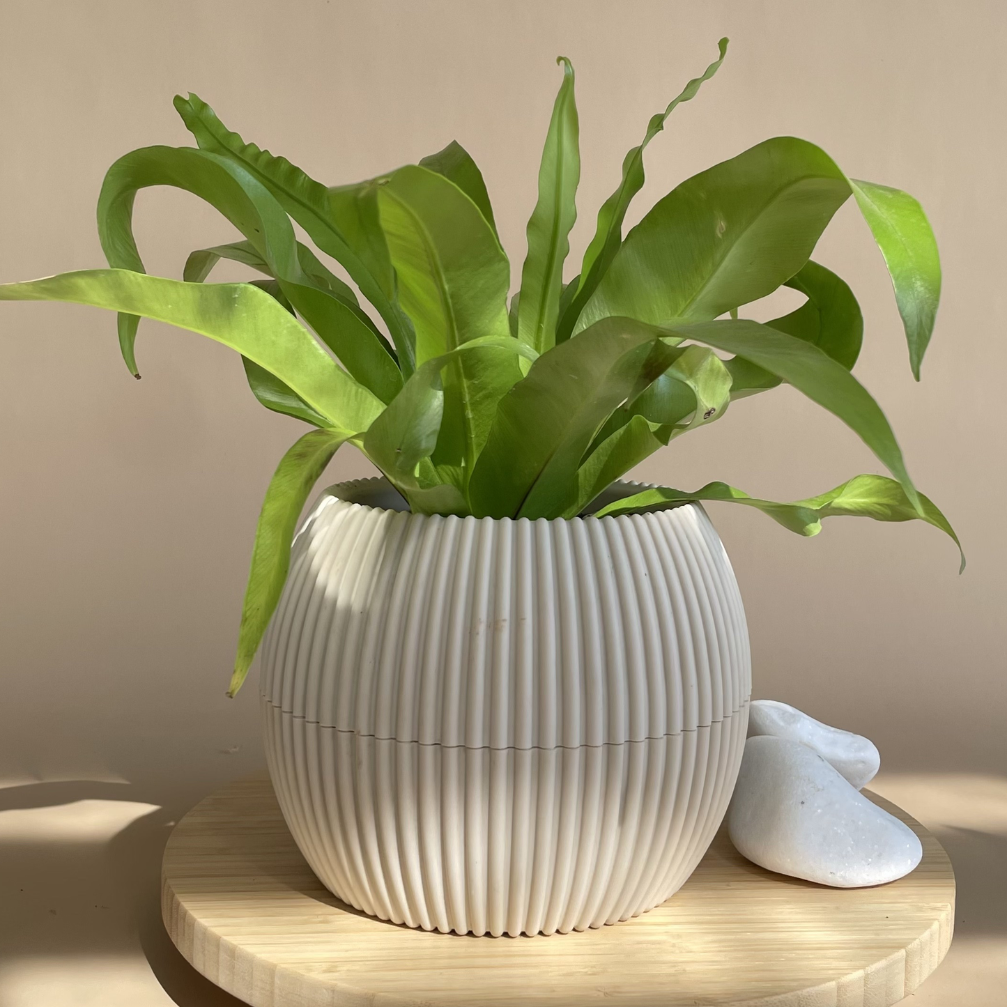 Asplenium in Mega Round Pot