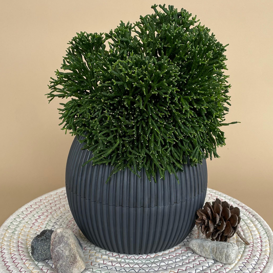 Mistletoe Cactus in Mega Round Pot