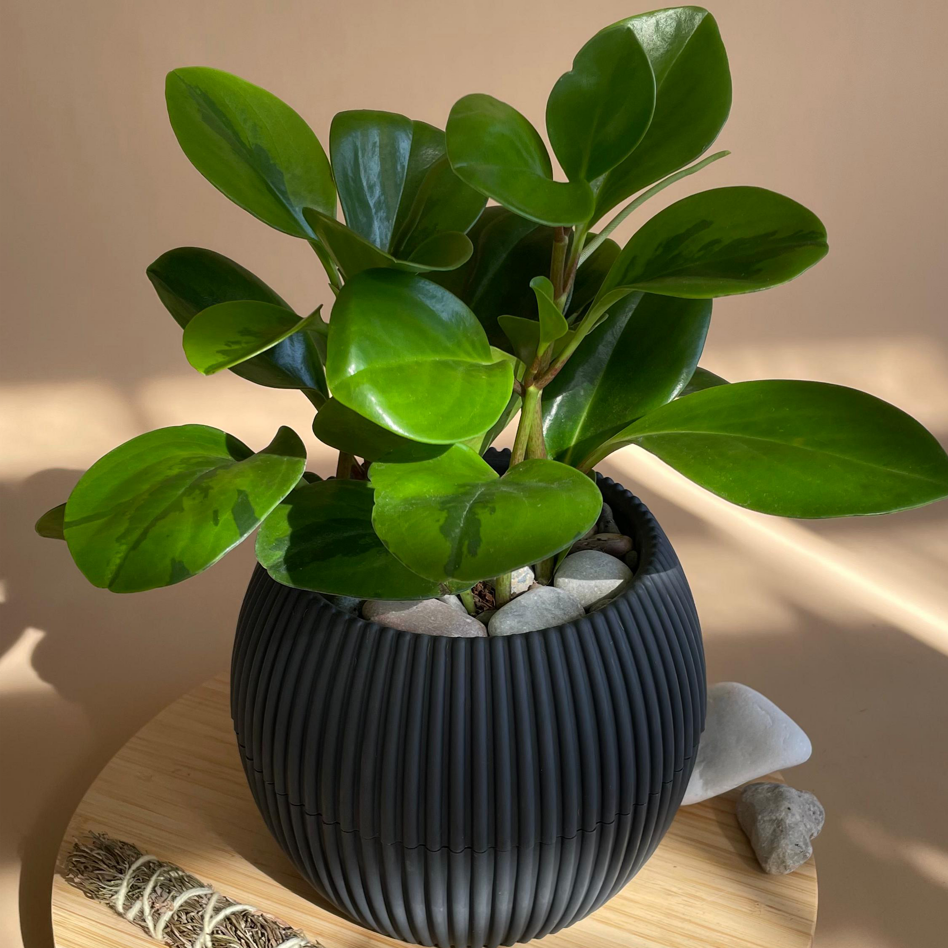 rubber plant pot Baby Rubber in Mega Round Pot – House of Plants