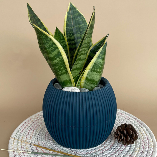 Snake in Mid Round Pot
