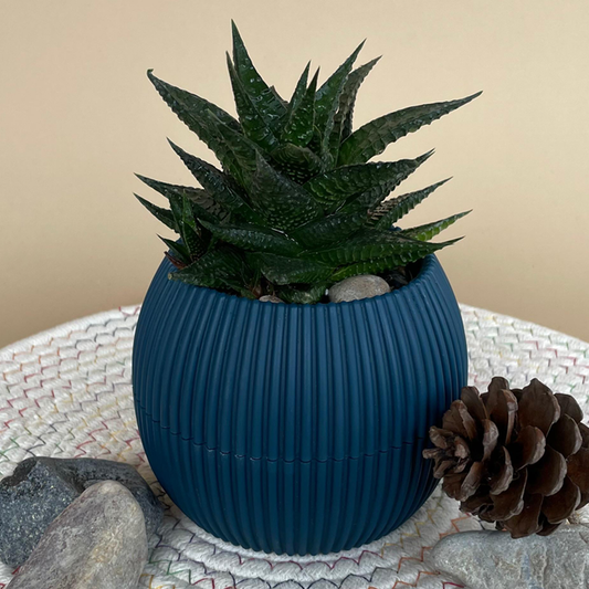 Fairy Washboard in Mini Round Pot