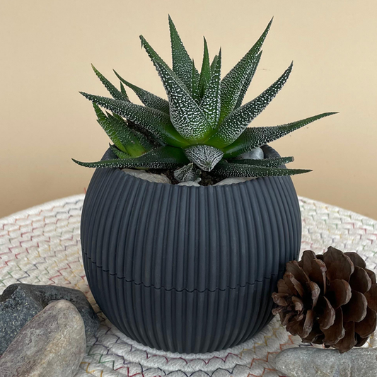 Hankey Dwarf Aloe in Mini Round Pot
