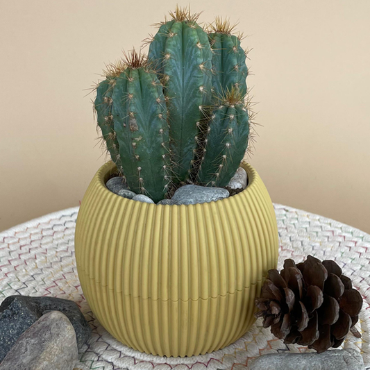 Peanut Cactus in Mini Round