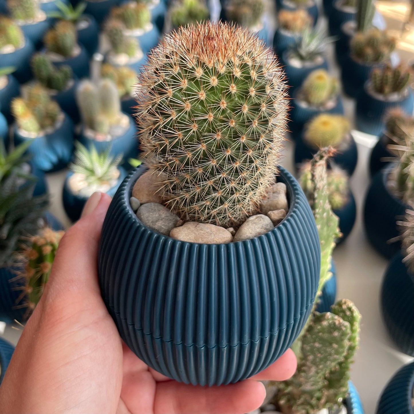 Spiny Cactus in Tiny Round Pot