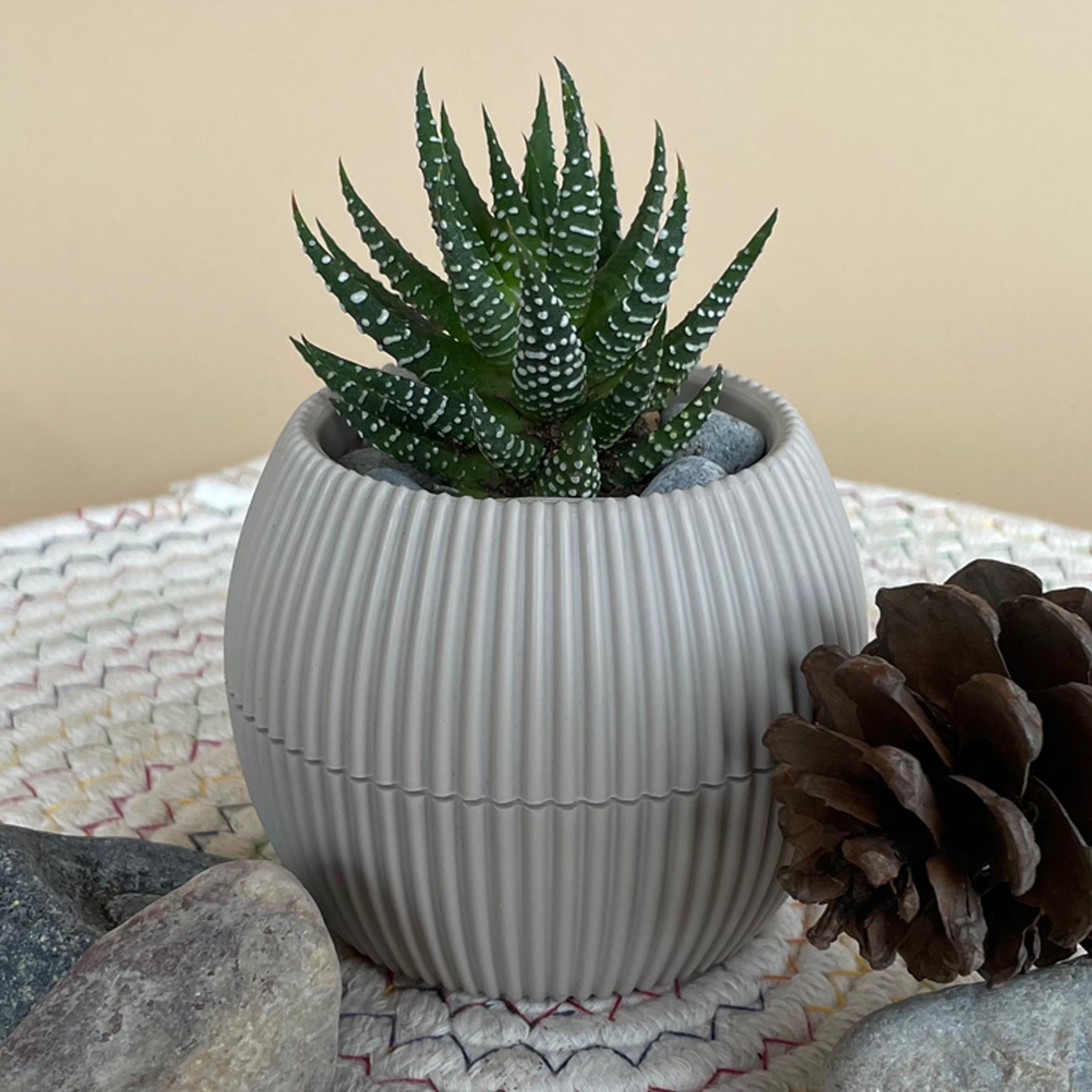 Zebra Aloe in Tiny Round Pot